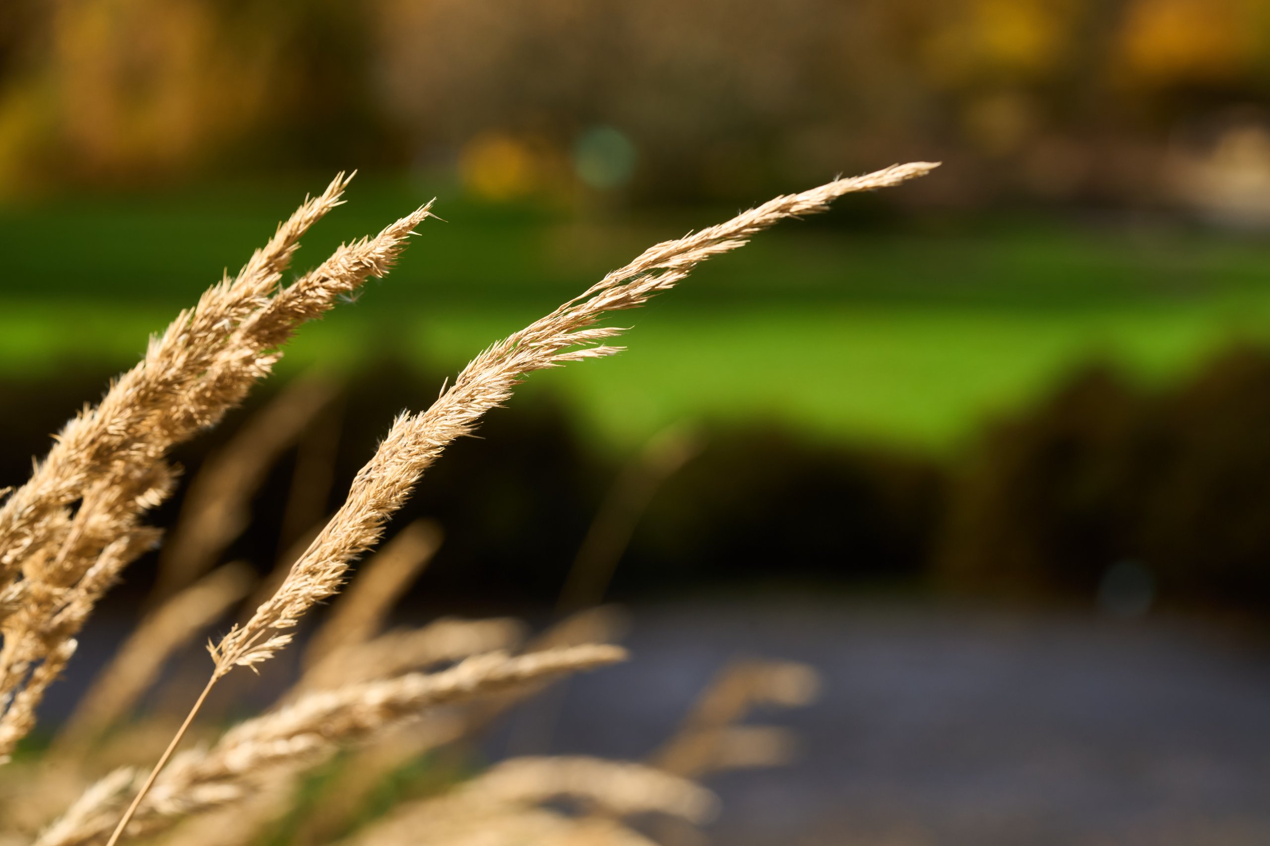 2025 11 02 Gruga 0014